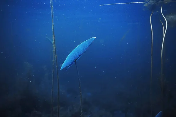 Морське дно з водоростями і коралами — стокове фото