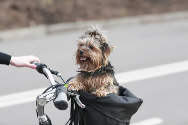 Il cane sta cavalcando nel cesto — Foto Stock