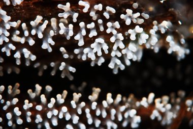 Bir ağaç üzerinde mercan mantar