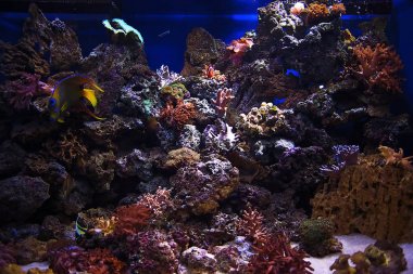 Sualtı dünyası ve sakinleri