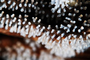 Bir ağaç üzerinde mercan mantar