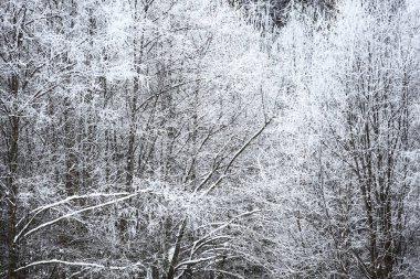 Karla kaplı kış ormanı