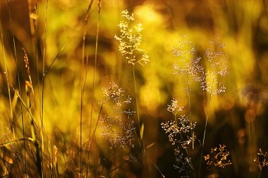 Çiçekleri yeşil çayır on