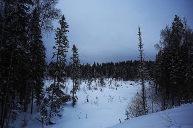 Karla kaplı kış ormanı