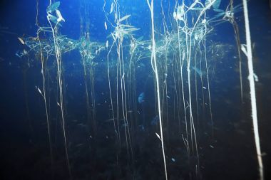 Yosun ve mercan ile deniz dibinin