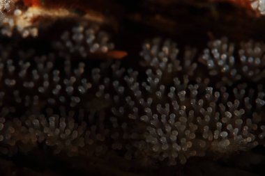 Bir ağaç üzerinde mercan mantar