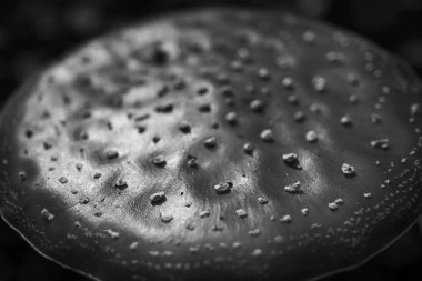 Sonbahar ormanında mantar.