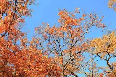 Sonbahar park güneşli havalarda