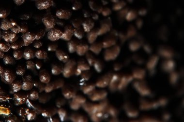 Bir ağaç üzerinde mercan mantar