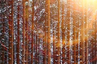 Karla kaplı kış ormanı