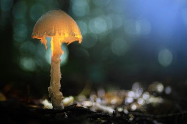 mantarı mantar mantar