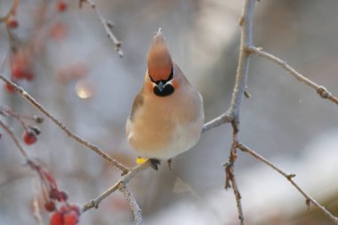 Kuş bir dalda oturuyor