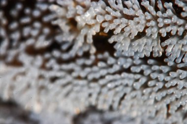 Bir ağaç üzerinde mercan mantar