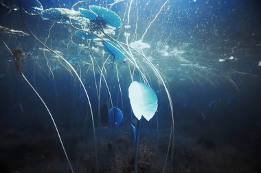 Yosun ve mercan ile deniz dibinin