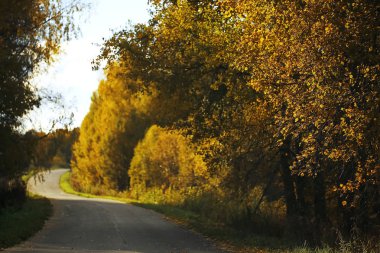 Bir alanda büyüyen çalı