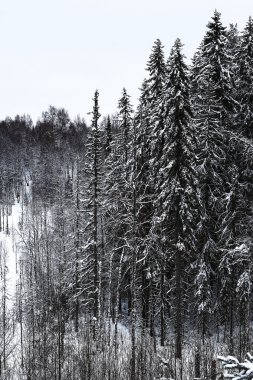Karla kaplı kış ormanı