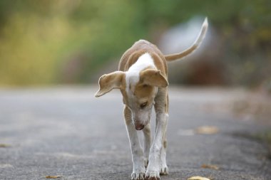 Boş bir yolda yalnız köpek yavrusu
