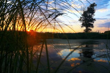 Suyun kenarında günbatımında çimen