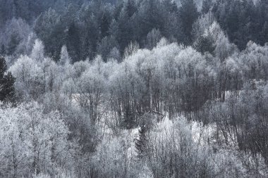 Karla kaplı kış ormanı