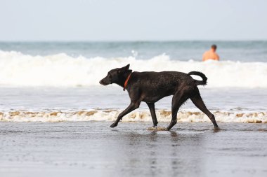Deniz kıyısı üzerinde oynayan köpek