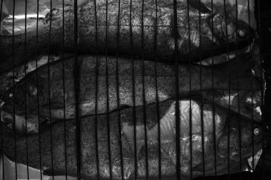 Balık ızgara, poster