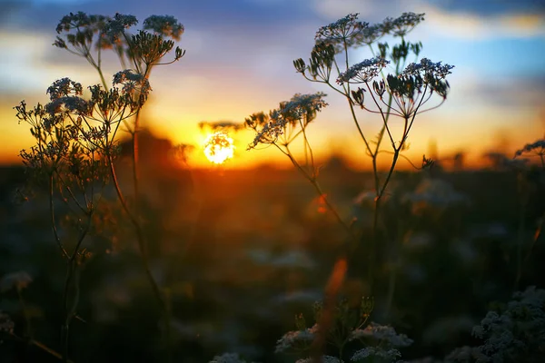 Akşamları alanında çimen
