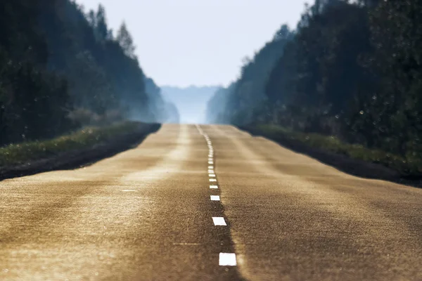 森の中の空の道 — ストック写真