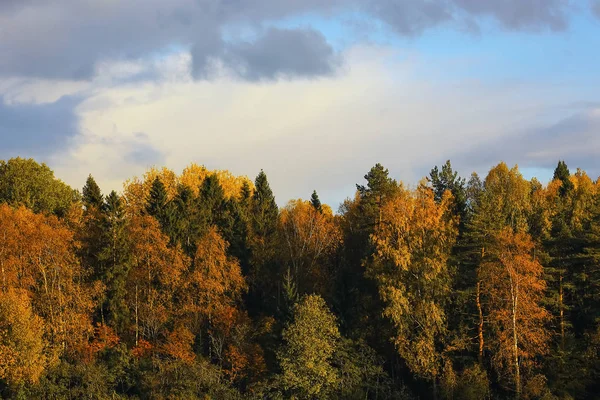 Foresta autunnale nel campo — Foto Stock