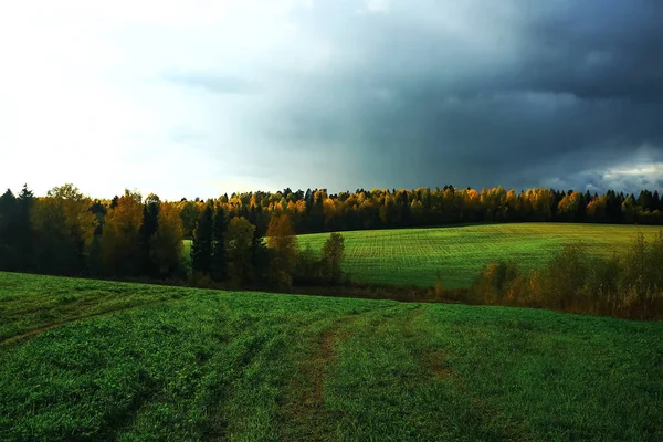 Herbstwald auf dem Feld — Stockfoto