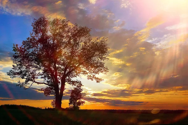 Gras auf dem Feld am Abend — Stockfoto