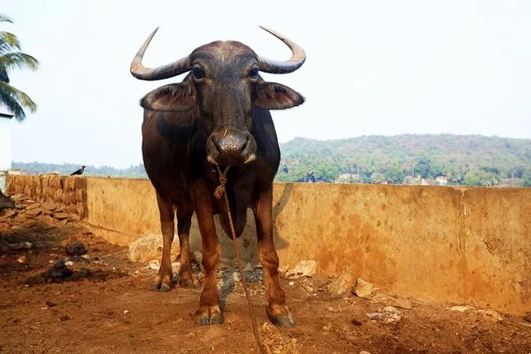A tehén, a folyó partján — Stock Fotó