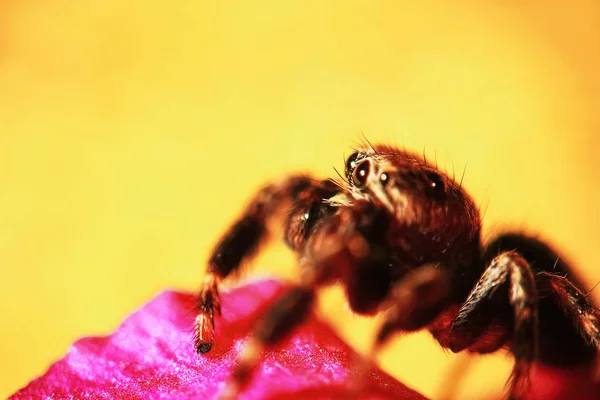 Araña esponjosa se ve recta — Foto de Stock