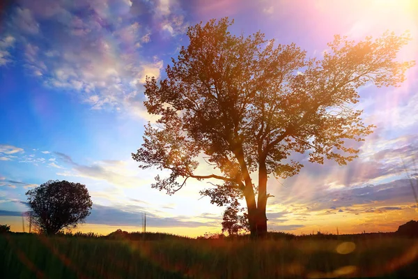 Grass in the field in the evening — Stock Photo, Image