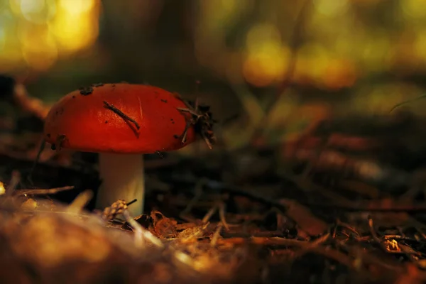 Svamp i höstskogen — Stockfoto