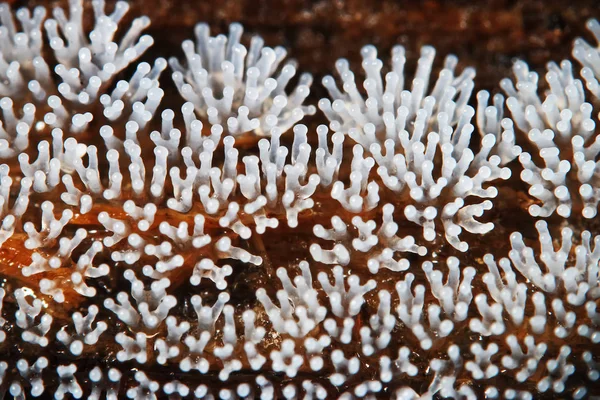 Cogumelo de coral em uma árvore — Fotografia de Stock