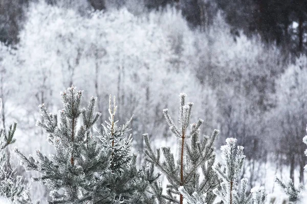 Snötäckt vinterskog — Stockfoto