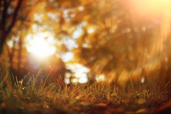 Tiempo soleado en el parque de otoño —  Fotos de Stock