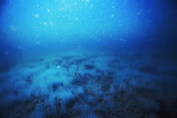 Fundo marinho com algas e corais — Fotografia de Stock