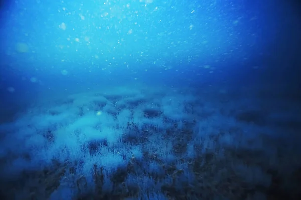 Seabed with algae and corals — Stock Photo, Image