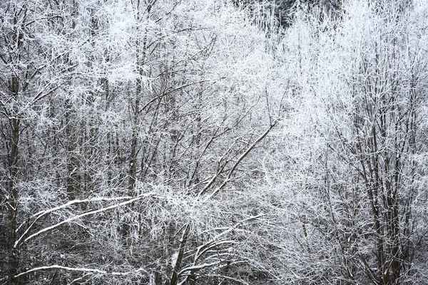 Forêt hivernale enneigée — Photo