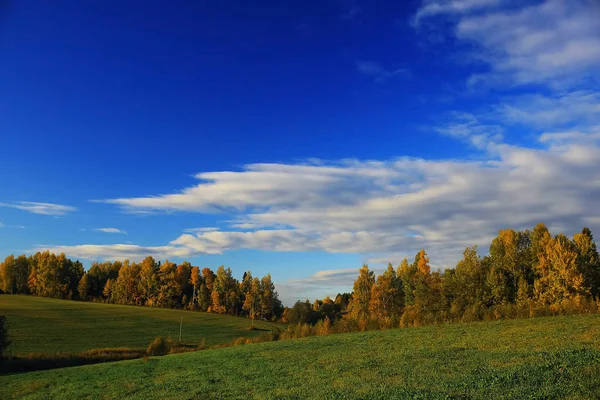 Sonbahar orman alanında