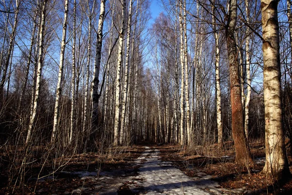 Alberi nella foresta primaverile — Foto Stock