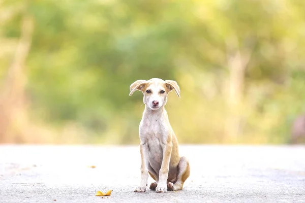 Cachorrinho solitário em uma estrada vazia — Fotografia de Stock