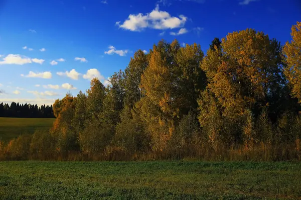 Herfst bos in het veld — Stockfoto