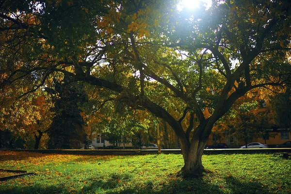 Δέντρα στο πάρκο φθινόπωρο — Φωτογραφία Αρχείου