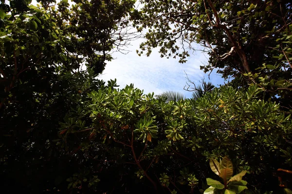 Lummig tropisk vegetation och blå himmel — Stockfoto