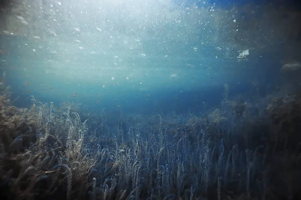 Морское дно с водорослями и кораллами — стоковое фото