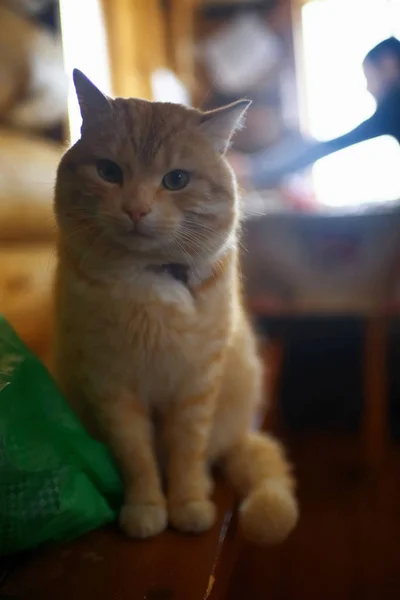 Gato vermelho bonito — Fotografia de Stock