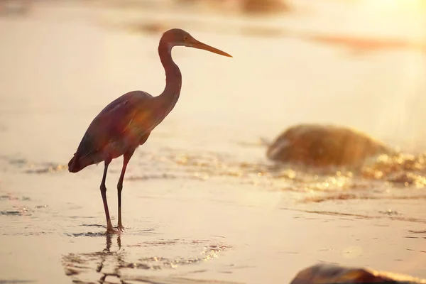 Un pájaro está caminando en la playa — Foto de Stock