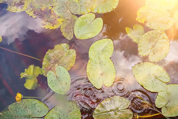 Gyönyörű víz liliomok — Stock Fotó